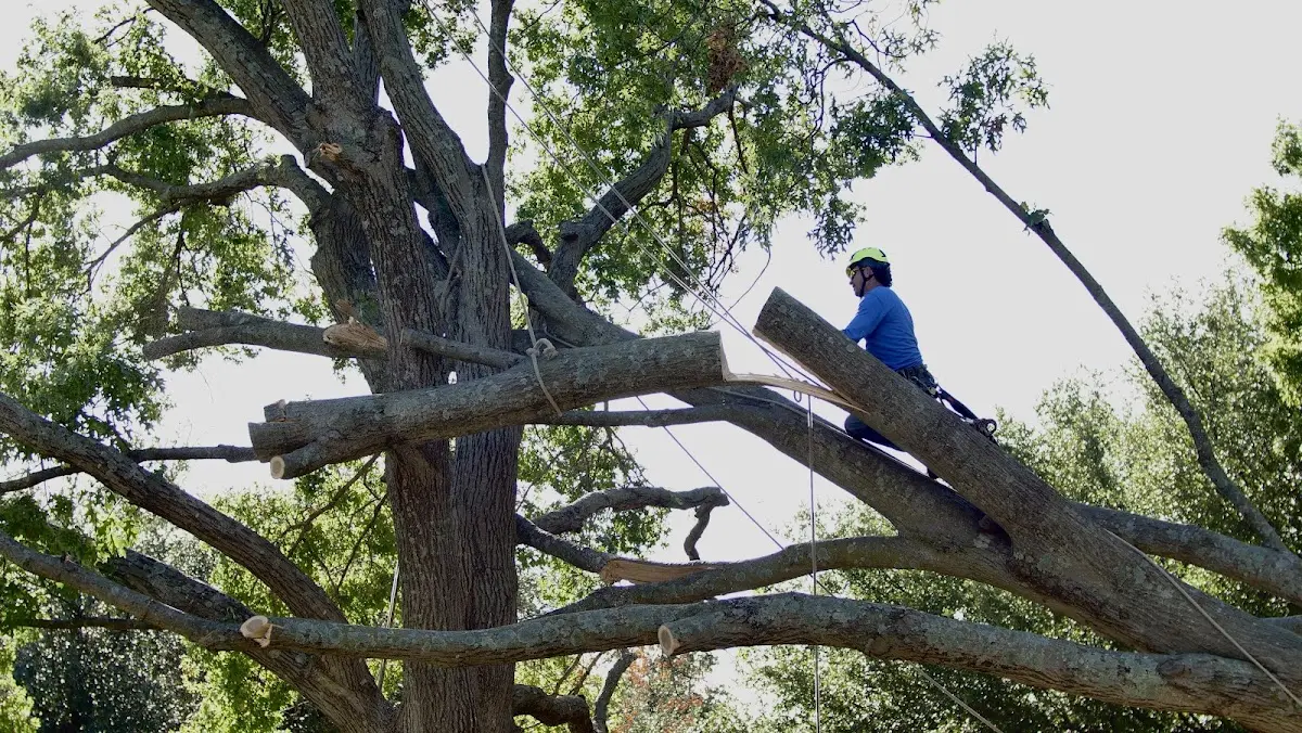 Professional Crown Thinning performed by certified arborists in Waterbury