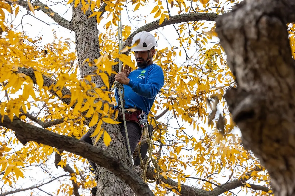 Skilled Tree Pruning crew working in Waterbury
